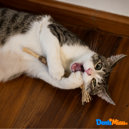 DentiMiau™ | Pack de Sticks Dentales para tu gato