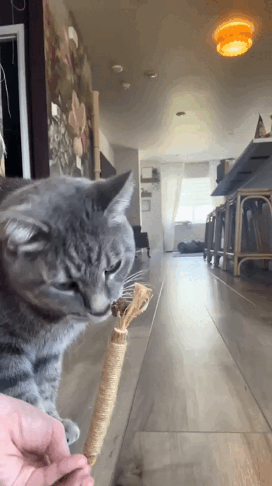 DentiMiau™ | Pack de Sticks Dentales para tu gato