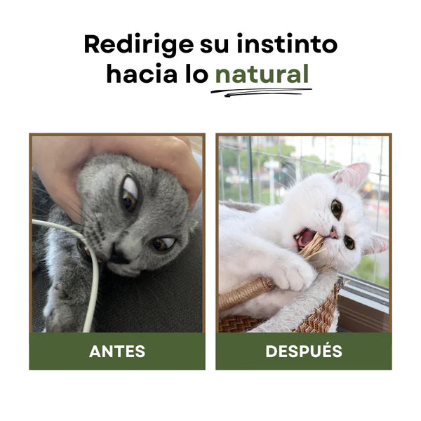 DentiMiau™ | Pack de Sticks Dentales para tu gato
